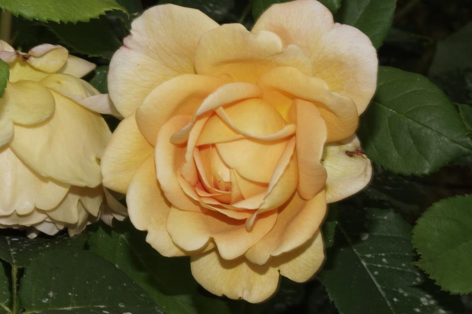 Flower Rose Natural