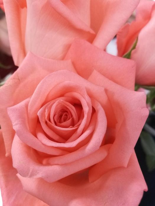 Rose Flower Petal