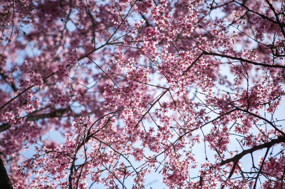 Cherry Branch Tree