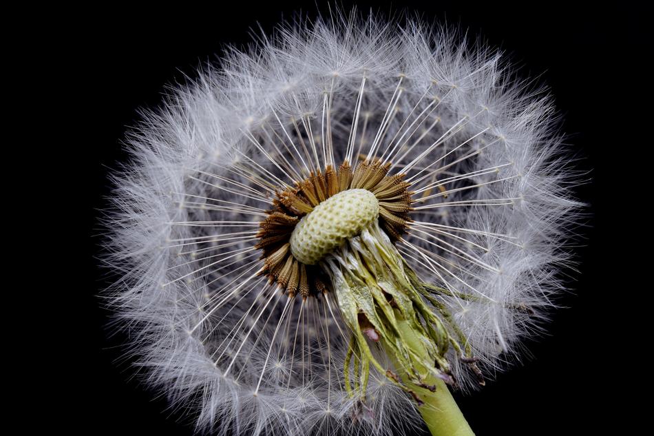 dandelion white background