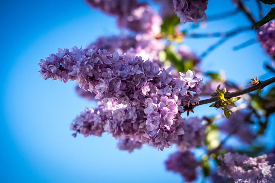 Lilac Blossom Bloom