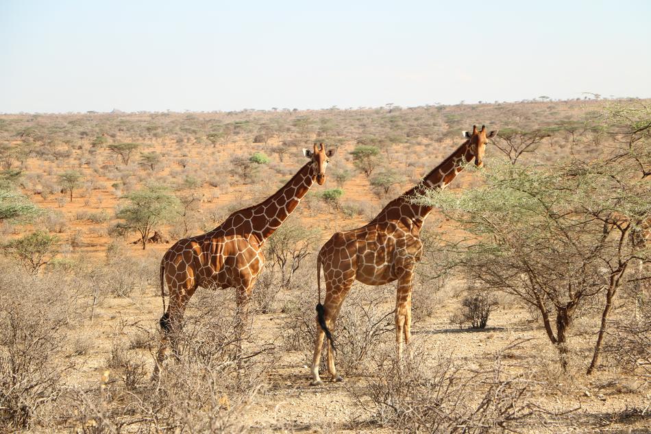 Giraffe Nature Safari