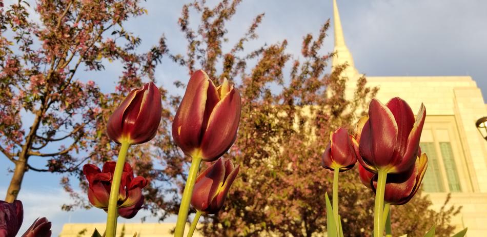 red tulips in trees landscape