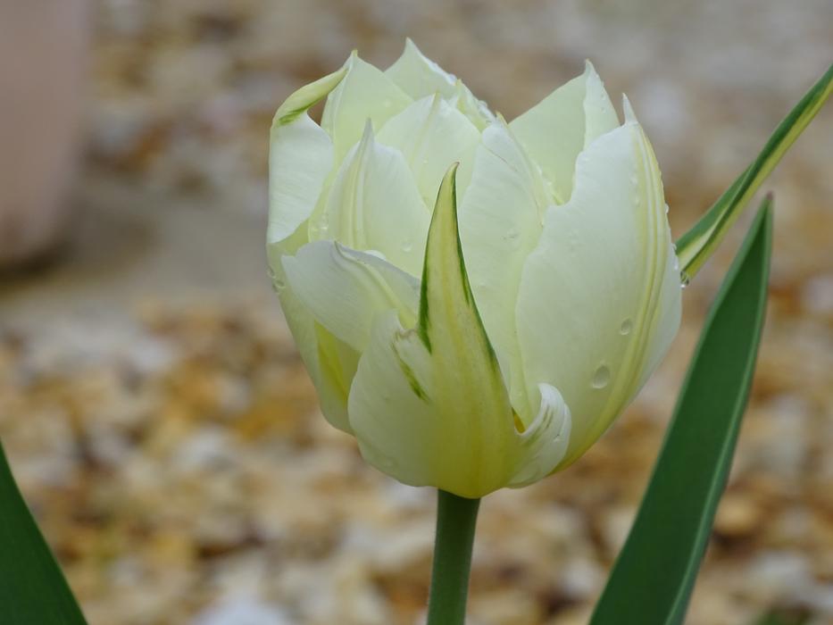 Tulip Nature Flower