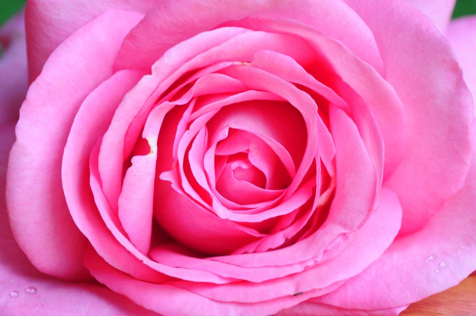 pink beautiful big