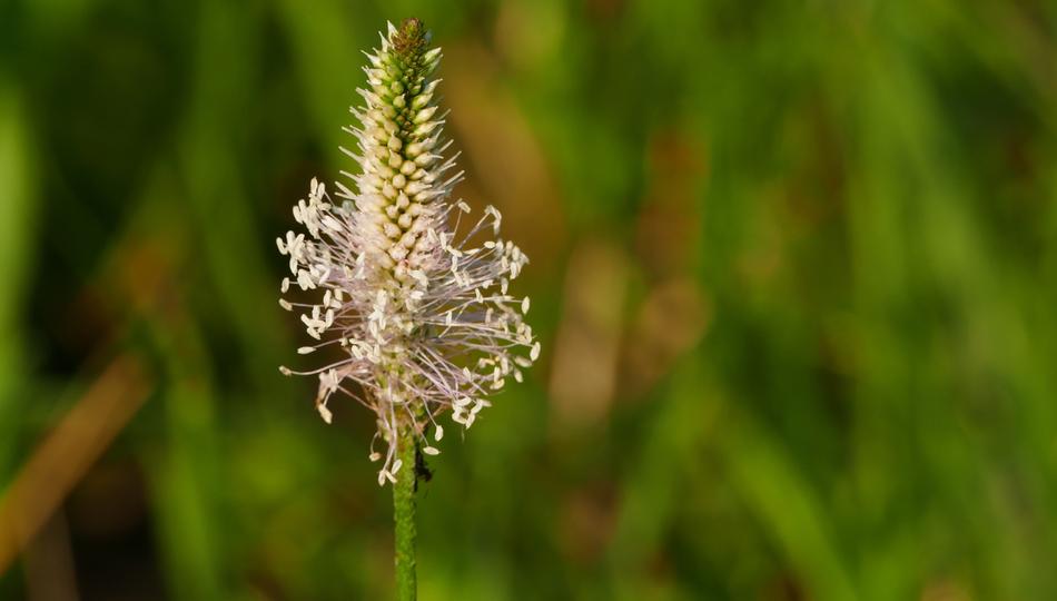 Nature Meadow Pasture