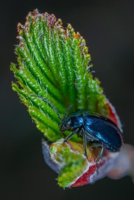 insect leaf black