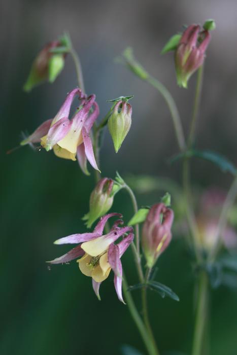 Nature Plants Flowers