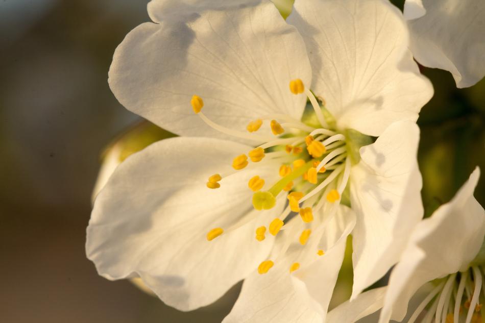 Flower Plant Nature