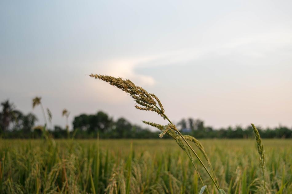 Field Sky Cereal