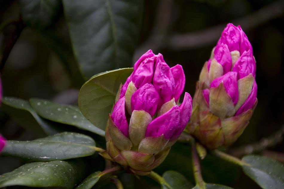 Garden Rhododendron Blossom