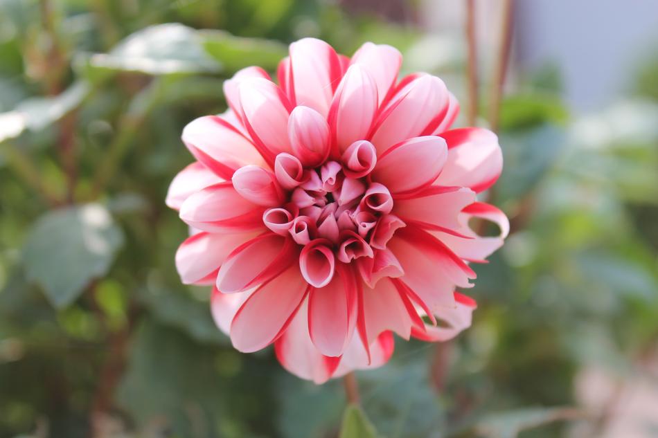 Nature Flower Plant