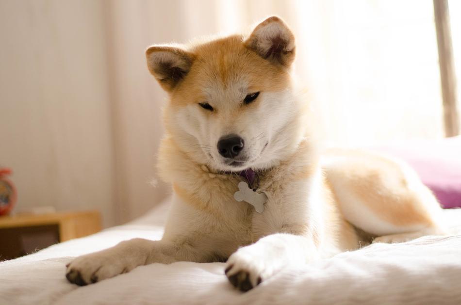 Dog Akita Inu