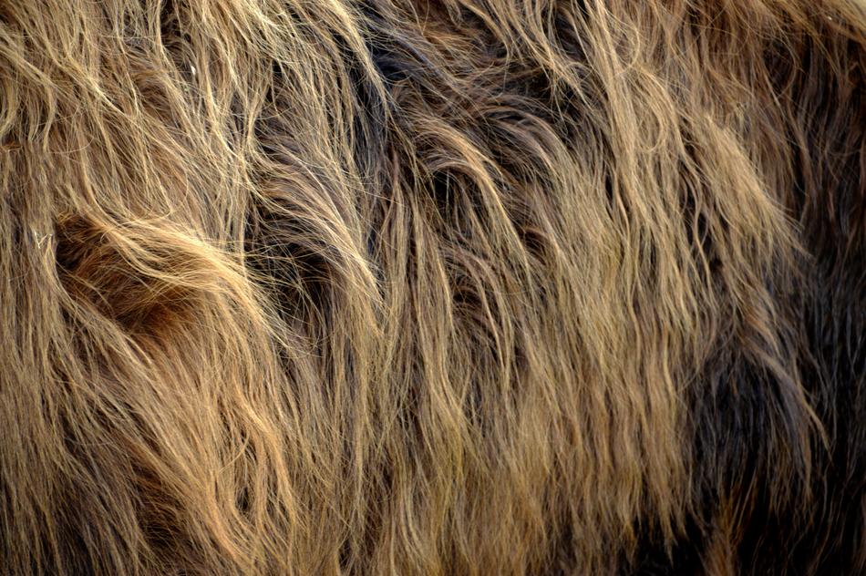 Nature Fur Cows Highland Cattle