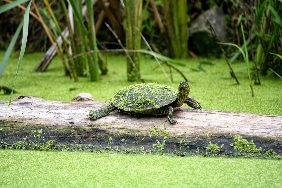 Grass Nature Animal