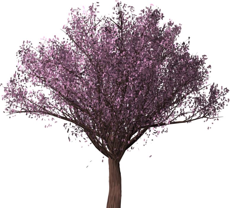 cherry blossom tree sakura