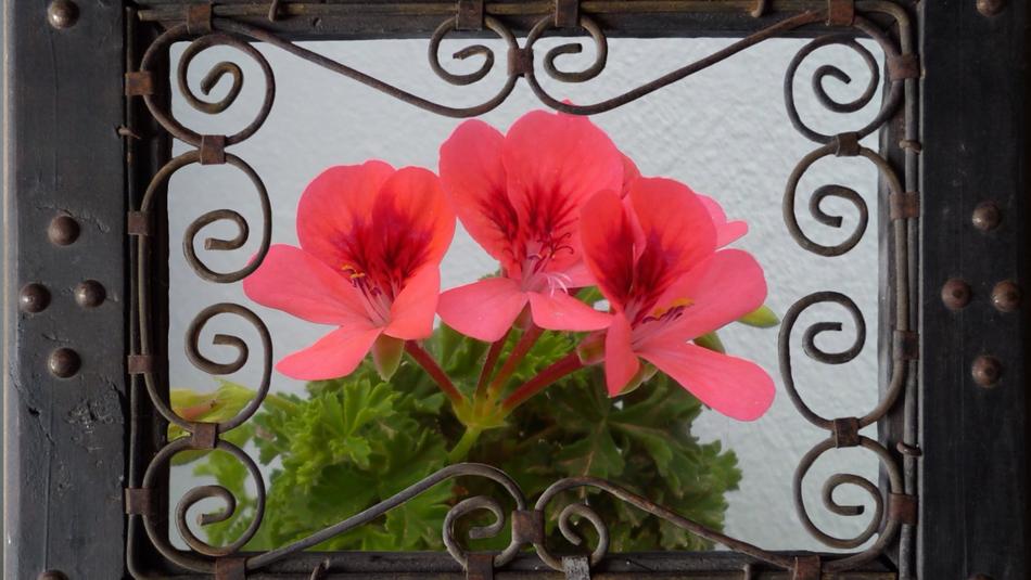 an iron box with red flowers