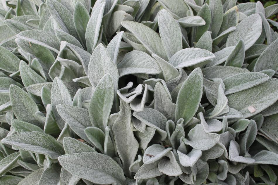 Leaf Plant Grass