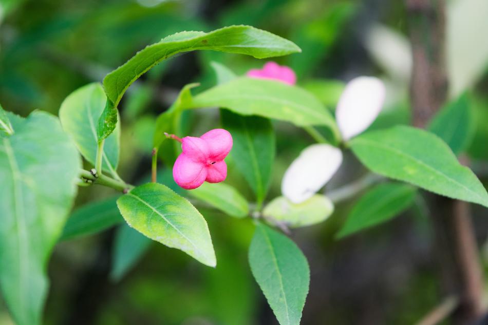 Leaf Nature Plant