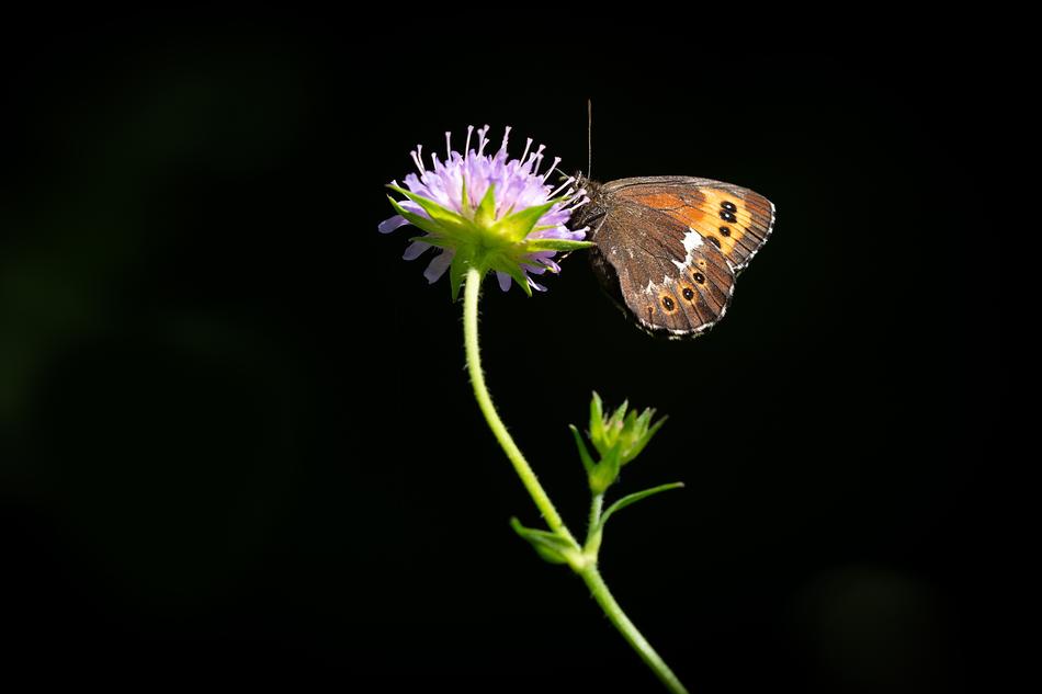 Butterfly Flower Animal