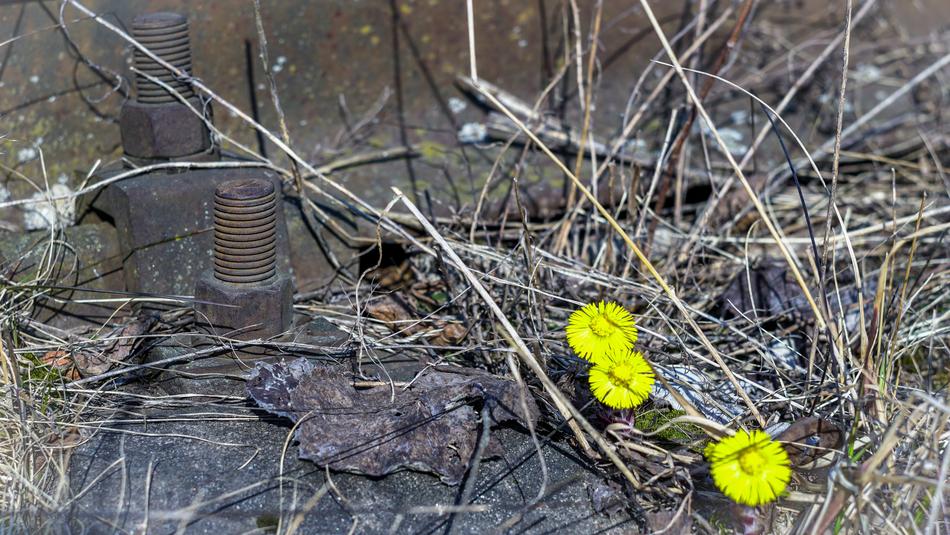 Nature Plant Outdoors