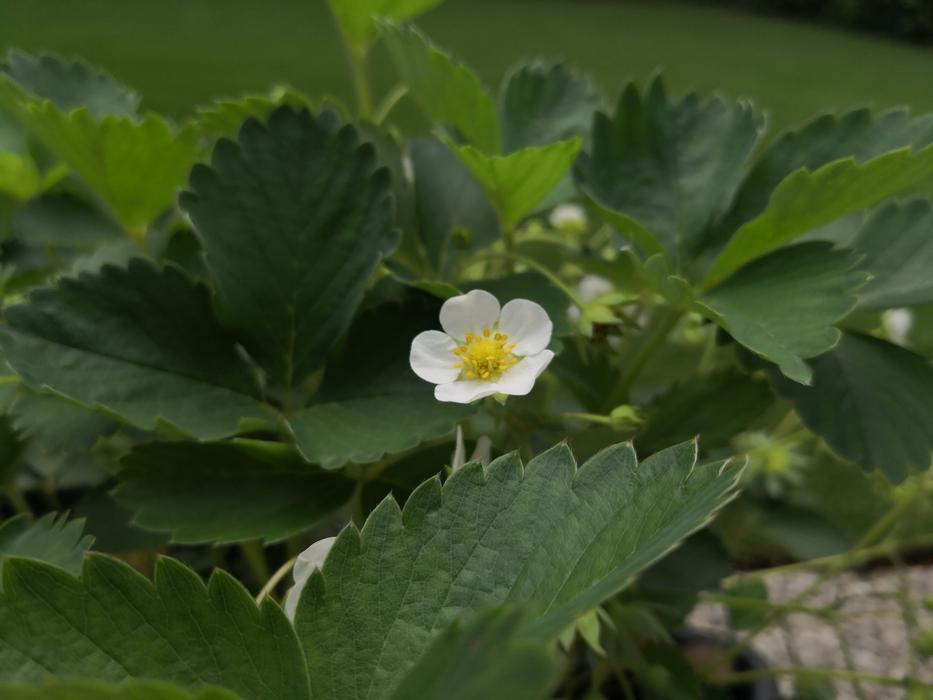Strawberry Flower