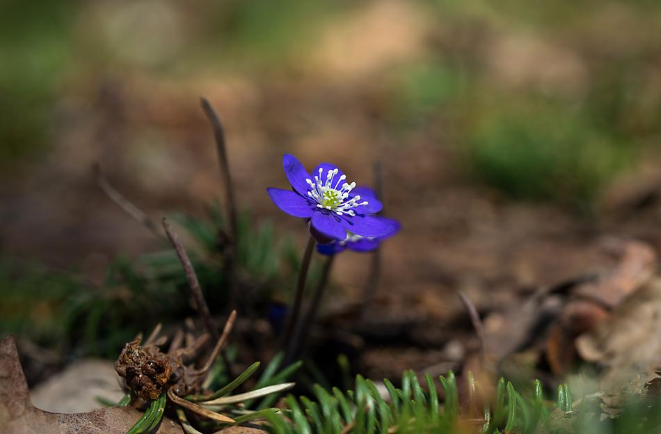 Nature Outdoors Plant