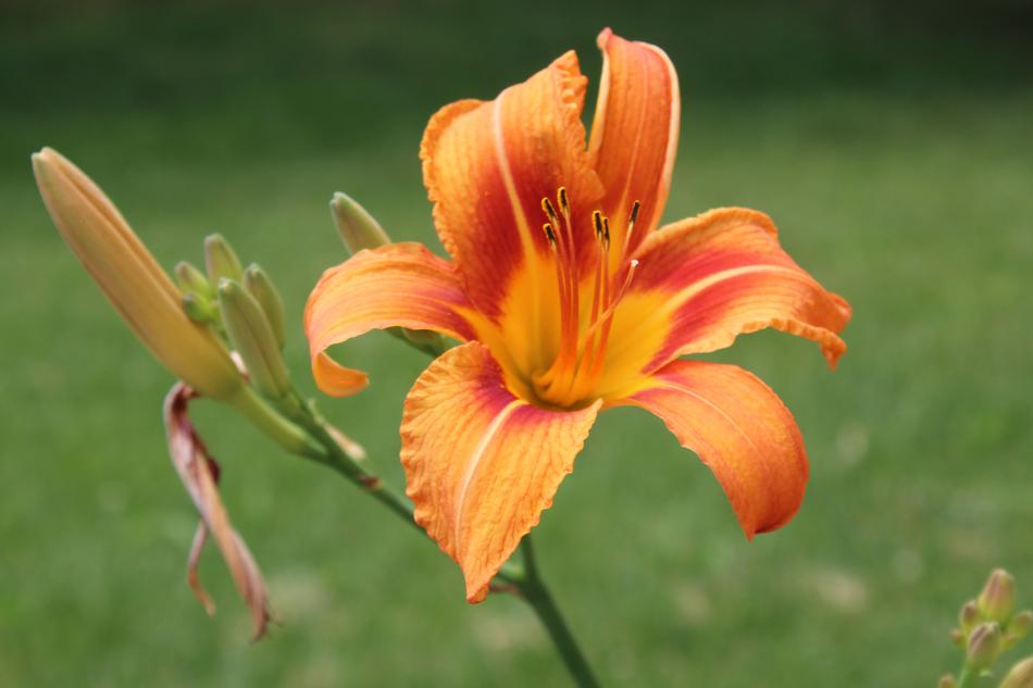 Day Lily Orange