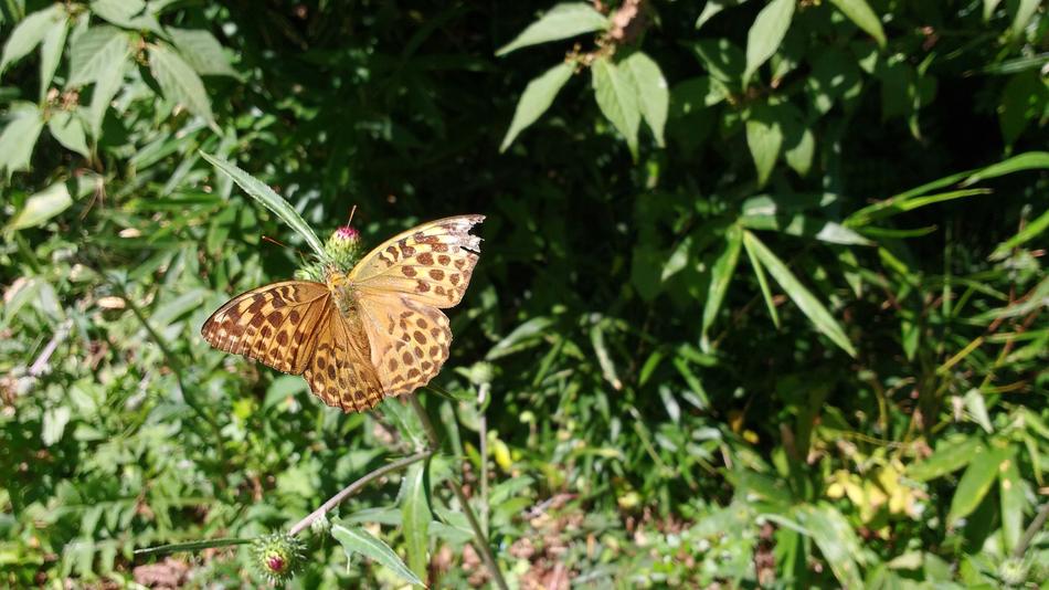 Butterfly Nature Insect