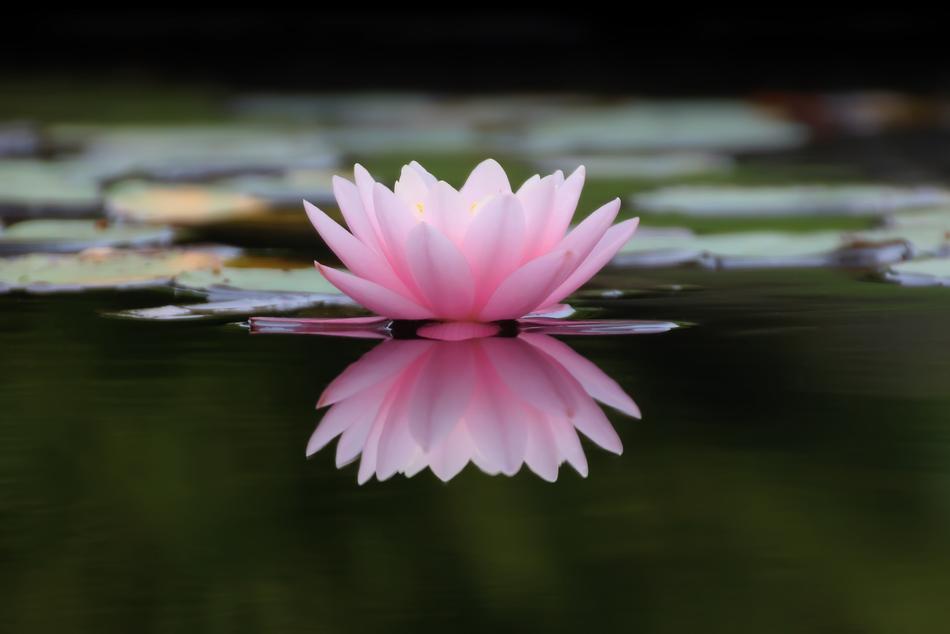 Nature Flower Plant