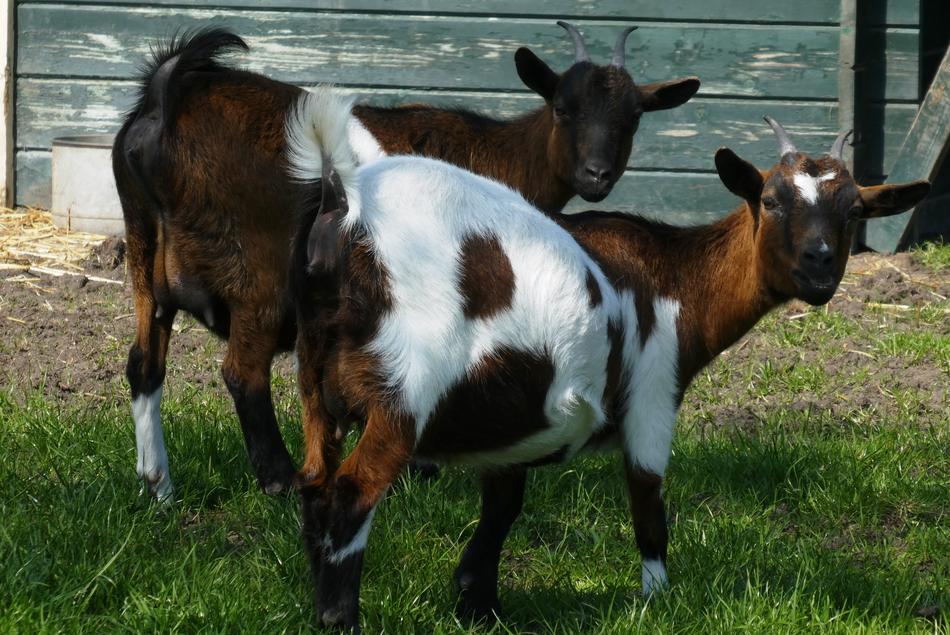 Goats Petting Goat