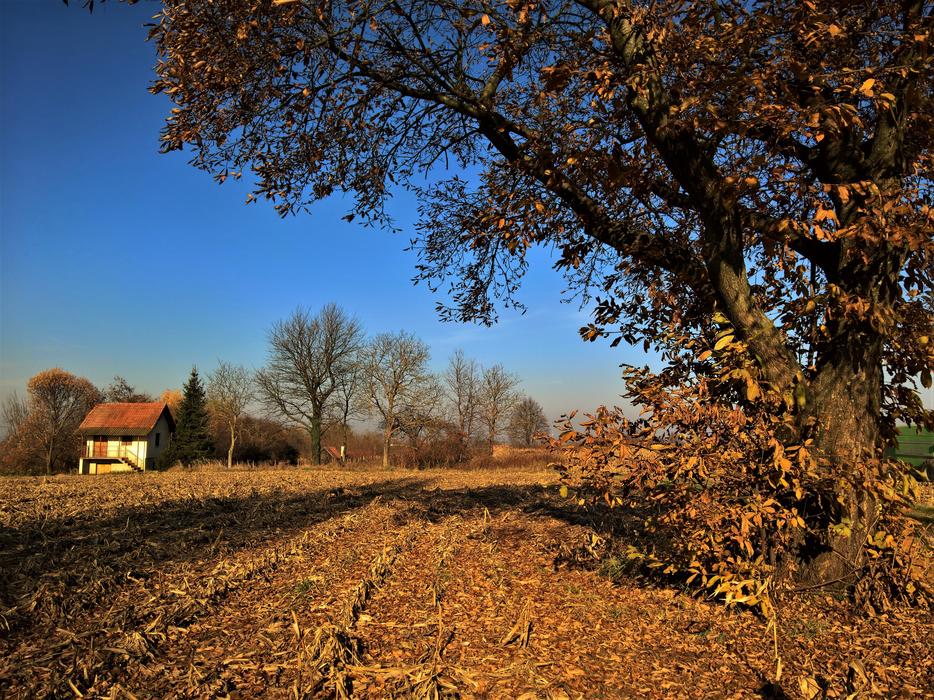 Tree Nature Outdoors