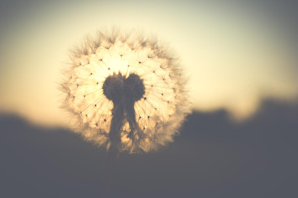 Dandelion Backlighting Nature