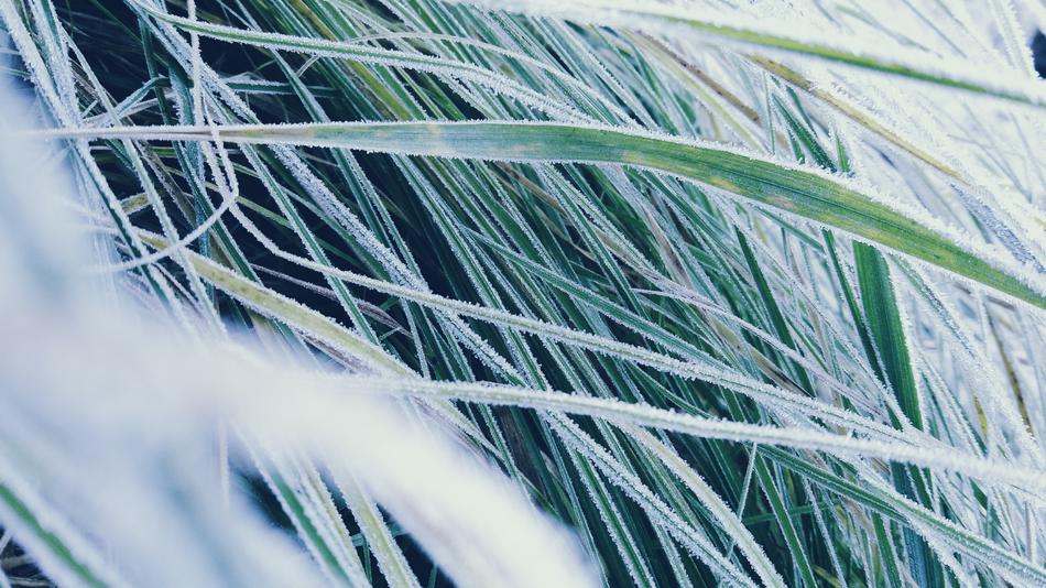 Grass Icing Detail
