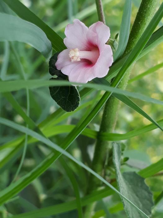 a little flower in the green grass