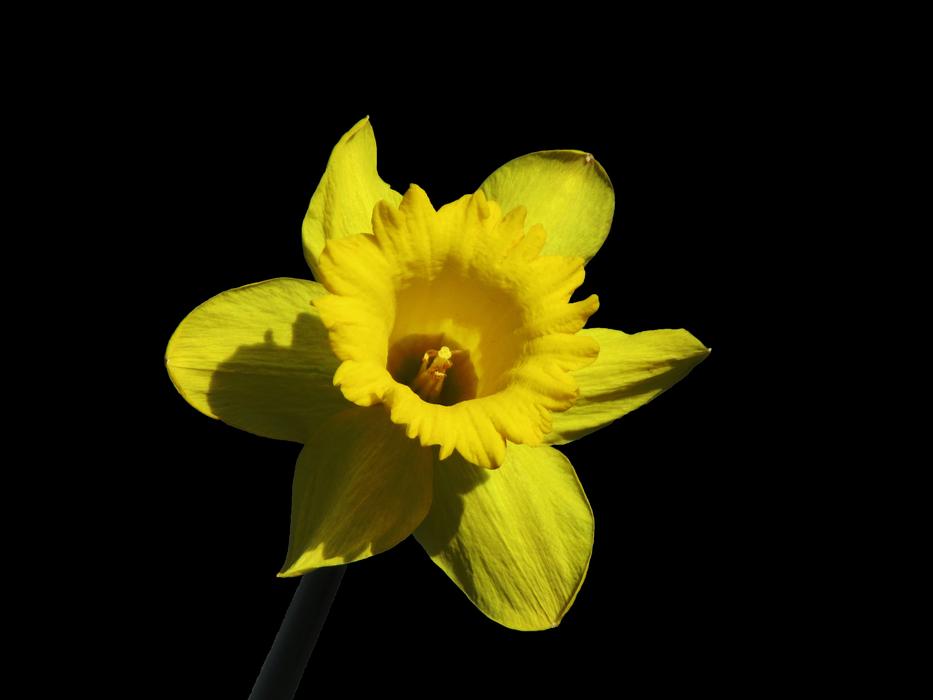 Flower Nature Daffodil