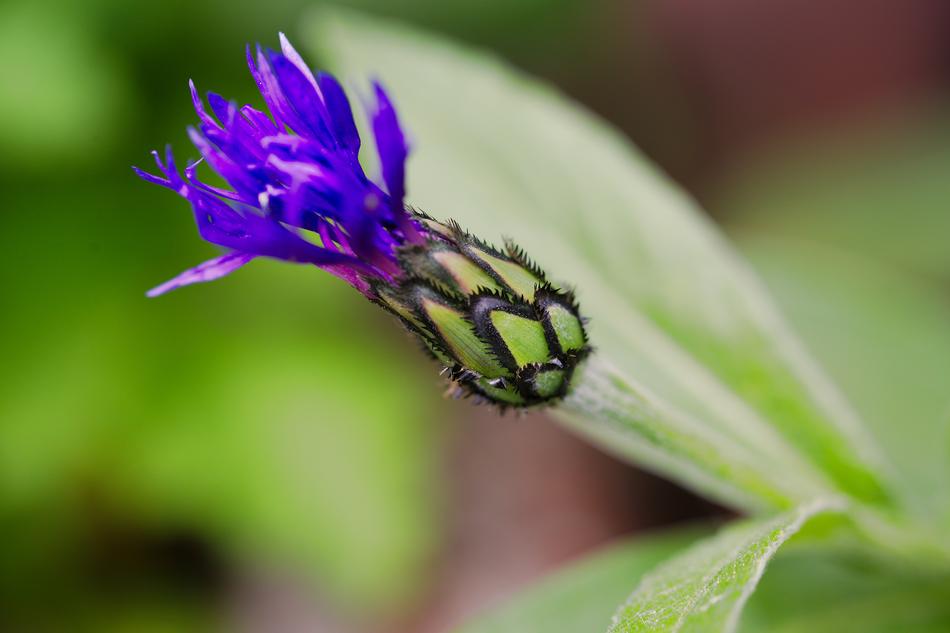 flower wild purple one