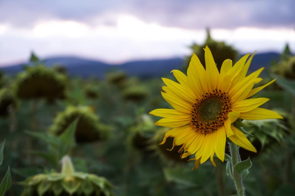 the sunflower is a beautiful yellow colorful