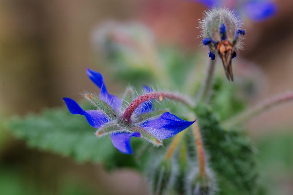 Nature Plant Flower