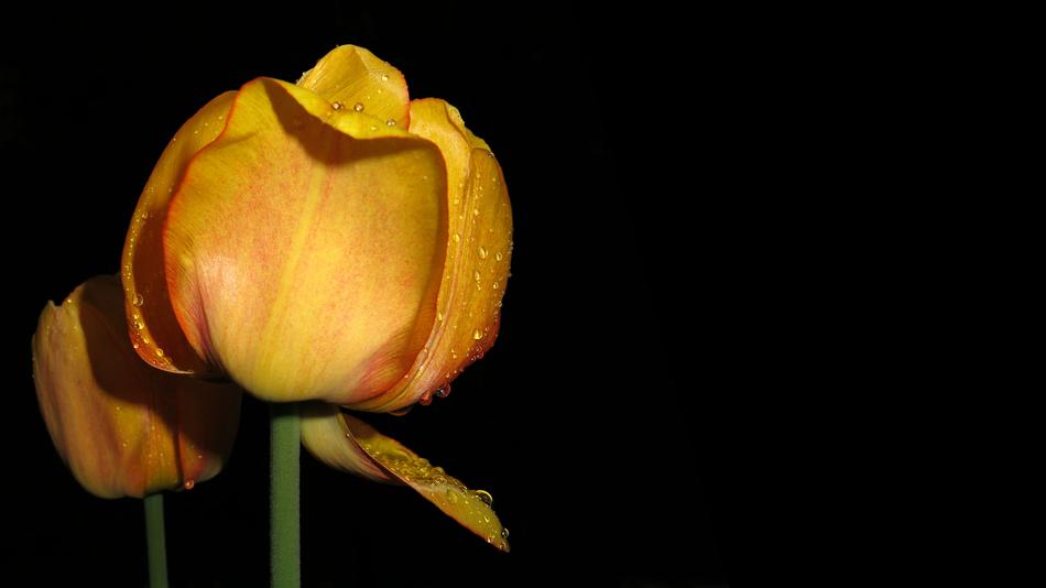 Tulip Plant Nature