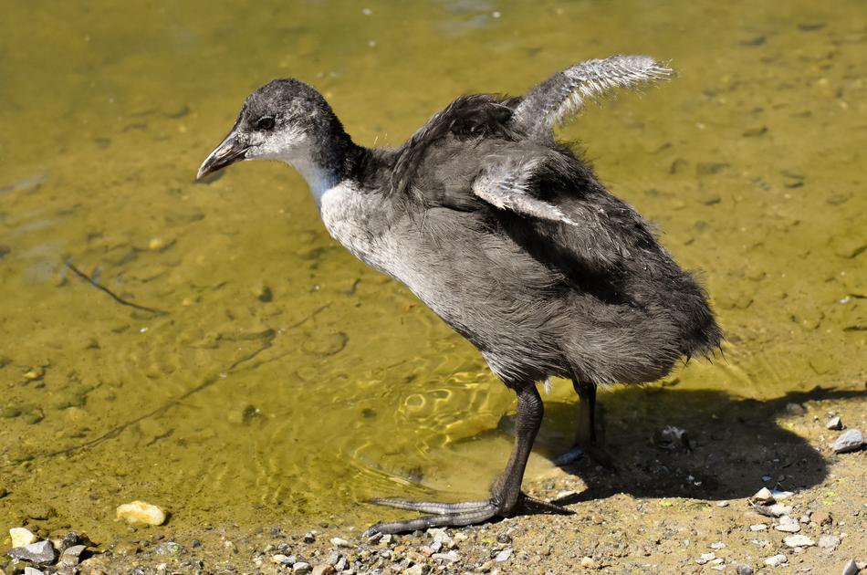 Coot Chicks Wing