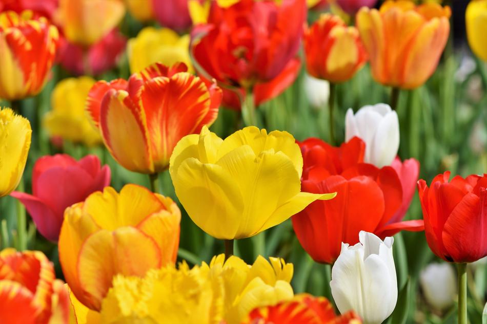 Tulips Tulip Field Tulpenbluete