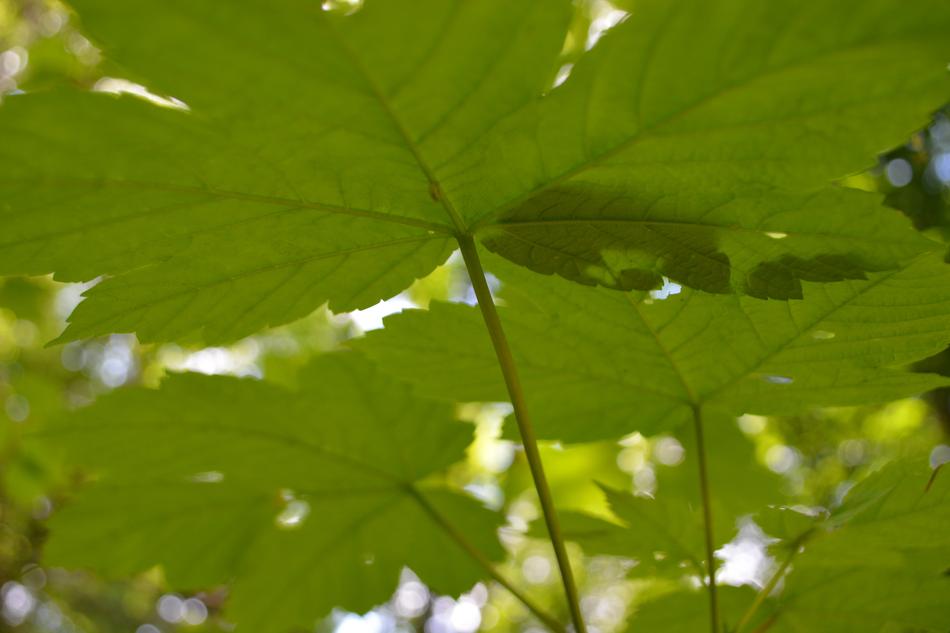 Leaf Plant Nature