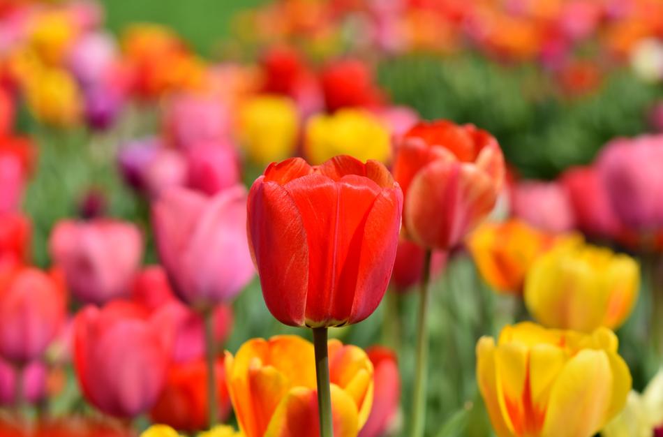 Tulips Tulip Field Tulpenbluete