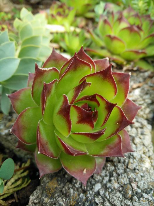 Nature Plant Flower