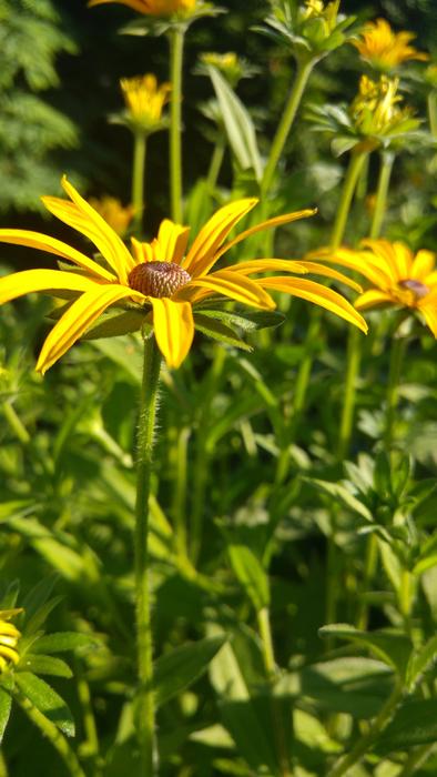 Flower Black Eyed Jellow Petals