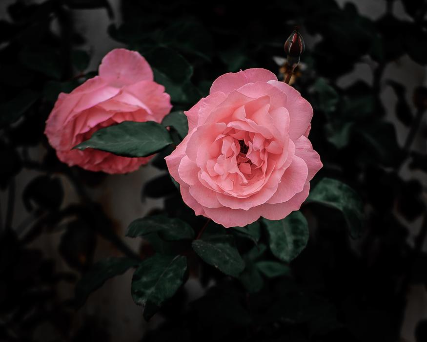 Flower Rose Bloom
