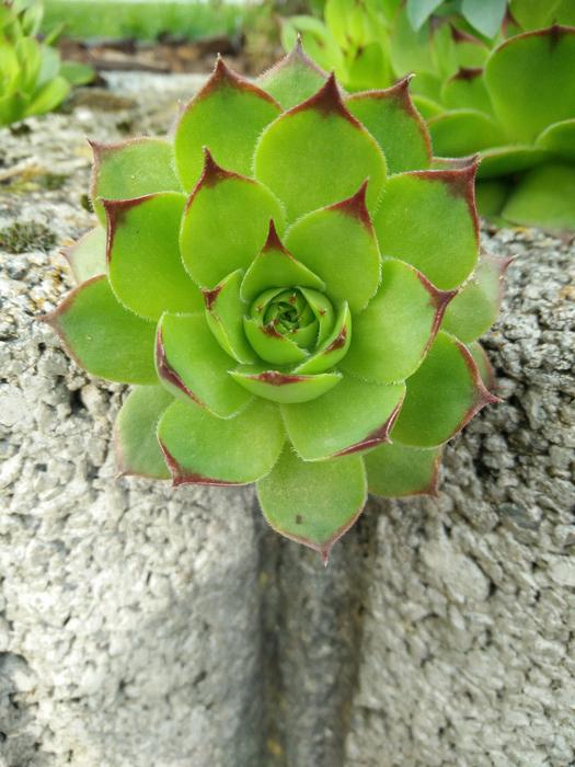 Plant Nature Leaf