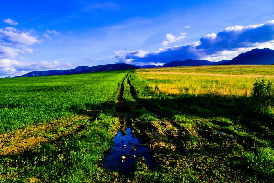 grass water meadow