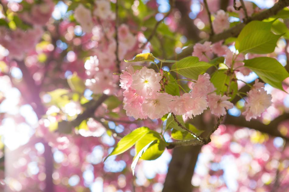 Sakura Flower Tree